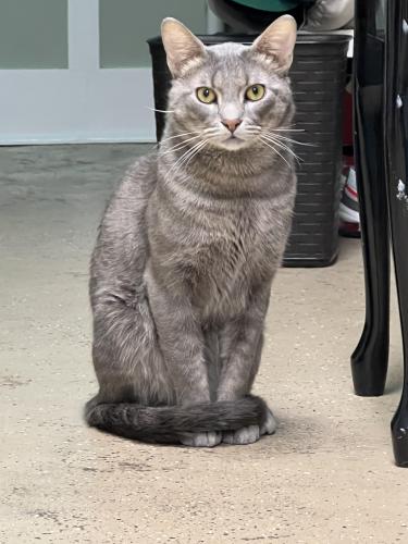 Lost Male Cat last seen East Dundee , East Dundee, IL 60118