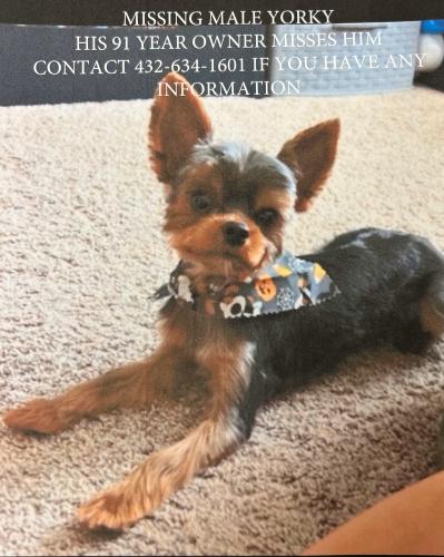 Lost Male Dog last seen ECounty Road 140, Midland, TX 79706