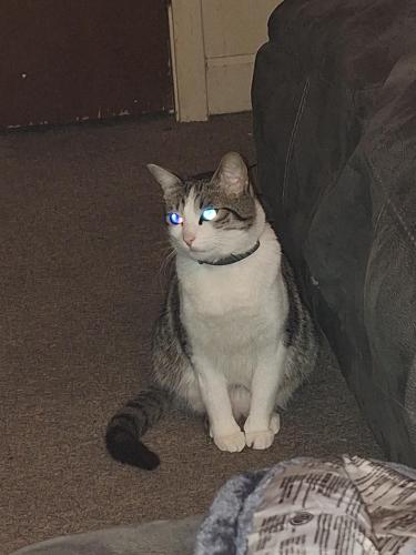Lost Female Cat last seen Westside Elementary , Cabot, AR 72023