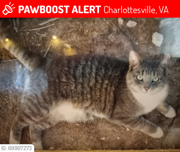Lost Female Cat last seen  Woods Road, Charlottesville, VA 22903