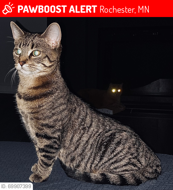 Lost Female Cat last seen 10th Street SE, Rochester, MN 55904