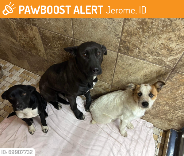 Surrendered Dog in Jerome, ID 83338 (ID 69907732) PawBoost