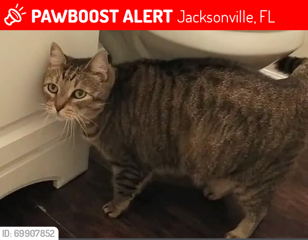 Lost Female Cat last seen Water Ridge apmts Saint Johns Bluff Rd S Near Corner Stone Academy, Jacksonville, FL 32246