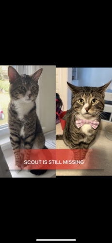 Lost Male Cat last seen Mabelle Street, N Newton Ave, Manilla Street, Worcester, MA 01602