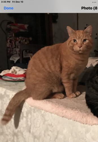 Lost Male Cat last seen Roadside rest on Rte. 40  just over the state line of Arkansas coming from Tennessee, Forrest City, AR 72335