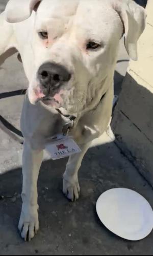 Lost Unknown Dog last seen Garland Ave and w 8th street Los Angeles , Los Angeles, CA 90017