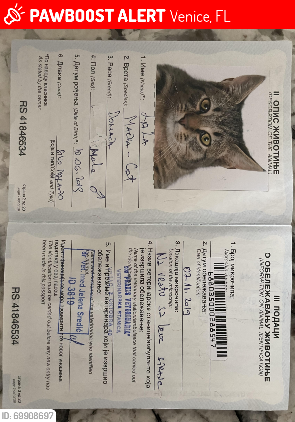 Lost Male Cat last seen In front of 24088 Canterwood way, Venice, Venice, FL 34293