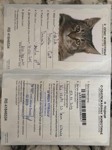 Lost Male Cat last seen In front of 24088 Canterwood way, Venice, Venice, FL 34293