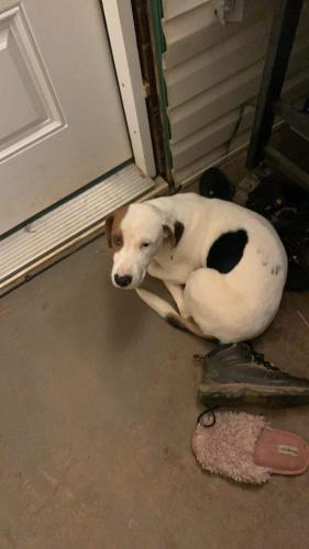 Found/Stray Unknown Dog last seen West Dennis Dr , Gainesville, GA 30507
