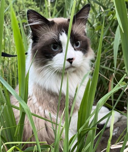 Lost Male Cat last seen West of 83, North Ridgeville, OH 44039