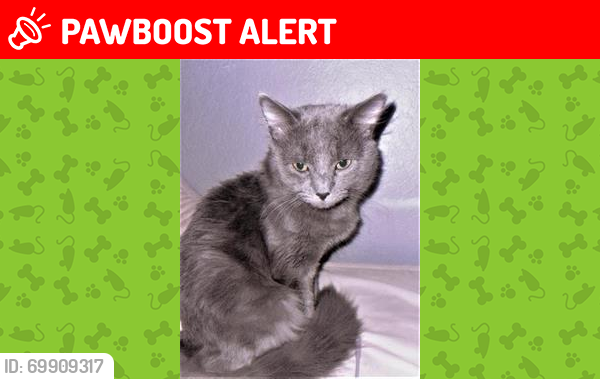 Lost Male Cat last seen Wallbrook Dr, Hacienda Blvd, Gale Ave., Hacienda Heights, CA 91745