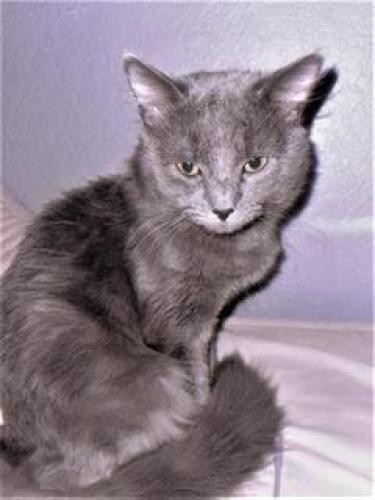 Lost Male Cat last seen Wallbrook Dr, Hacienda Blvd, Gale Ave., Hacienda Heights, CA 91745