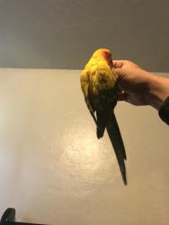 Lost Female Bird last seen Near quilla st Ca, Salinas, CA 93905