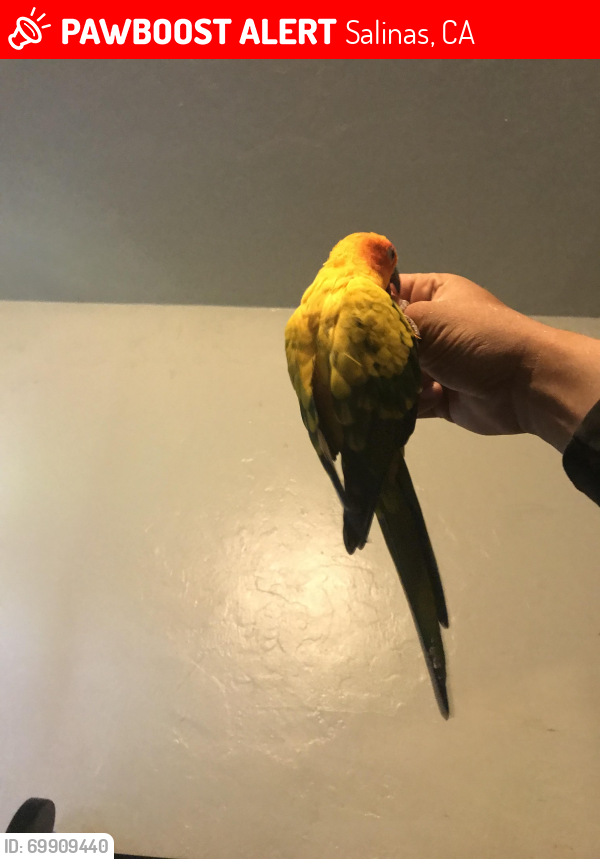 Lost Female Bird last seen Near quilla st Ca, Salinas, CA 93905