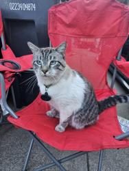 Reunited Male Cat last seen Berchfield park, Hayward, CA 94544