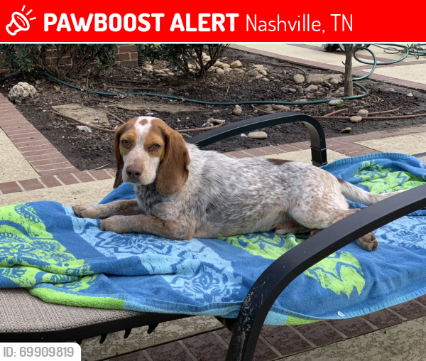 Lost Male Dog last seen Jocelyn Hollow/West Meade Road/Bresslyn, Nashville, TN 37205