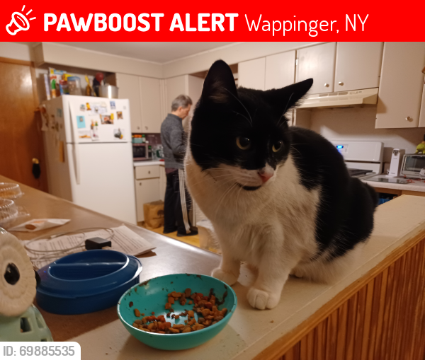 Lost Female Cat last seen Rte 376/van de water dr., Wappinger, NY 12590