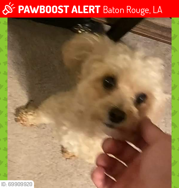 Lost Male Dog last seen Jefferson /Lobdell, Baton Rouge, LA 70806