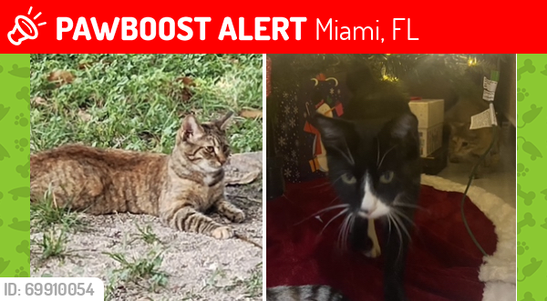 Lost Female Cat last seen Eureka , 122 av , 188 th st cerca de Rober Morgan , Miami, FL 33177