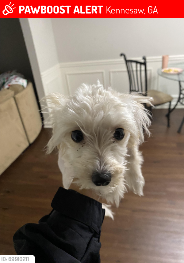 Kennesaw, GA Lost Male Dog, Ice Is Missing PawBoost