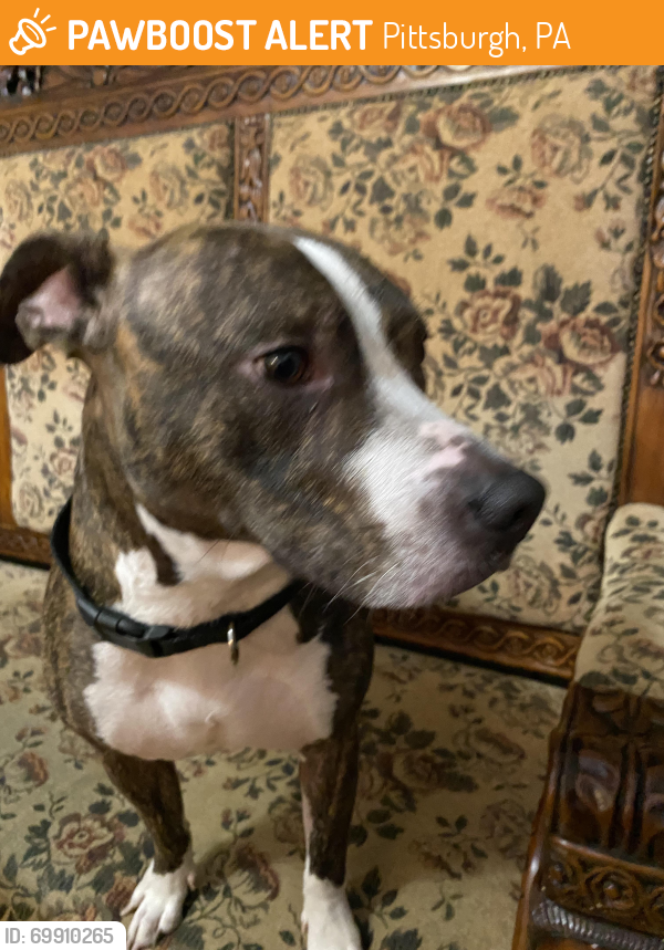 Pittsburgh, PA Stray Female Dog Found Near Kleber Street and McClure