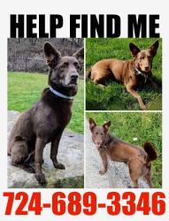 Lost Male Dog last seen White School and Toppers Rd, Greensburg, PA 15601