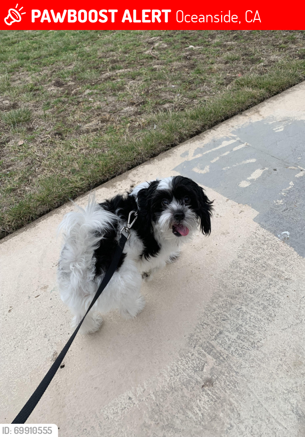 Dog Spot Rascal Oceanside, CA Lost Male Dog, Rascal Is Missing | PawBoost