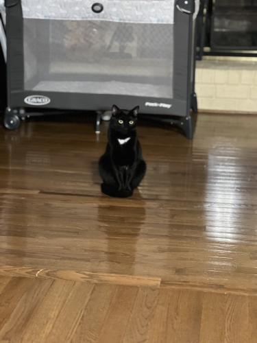 Lost Male Cat last seen Riverdale and Deep Valley, Germantown, TN 38138