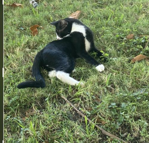 Lost Male Cat last seen Eureka , 122ave, 188 th st , Miami, FL 33177