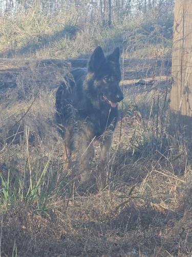 Found/Stray Female Dog last seen Dawson rd, Dawson Rd, GA 30683