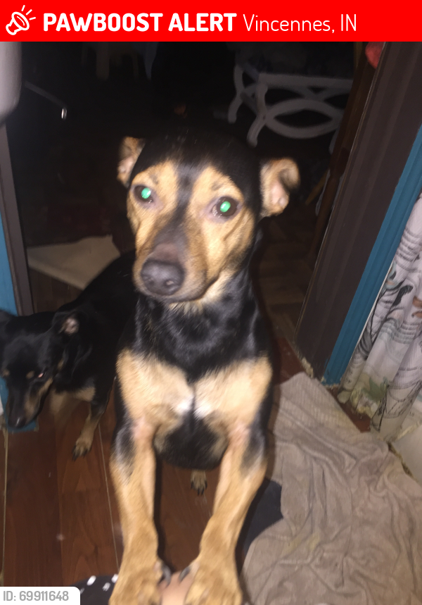 Lost Male Dog last seen 13th and perry , Vincennes, IN 47591