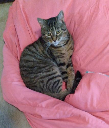Lost Male Cat last seen Central Pkwy E. Meadows Blvd., Mississauga, ON L4Z