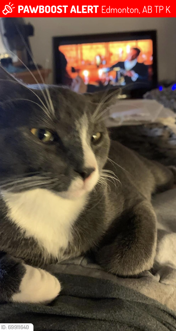 Lost Male Cat last seen Stony Plain Road & 148 street, Edmonton, AB T5N 3A2