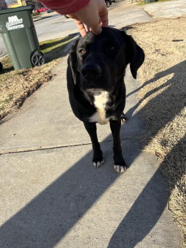 Found/Stray Male Dog last seen Maggie’s Cafe, Comer, GA 30629