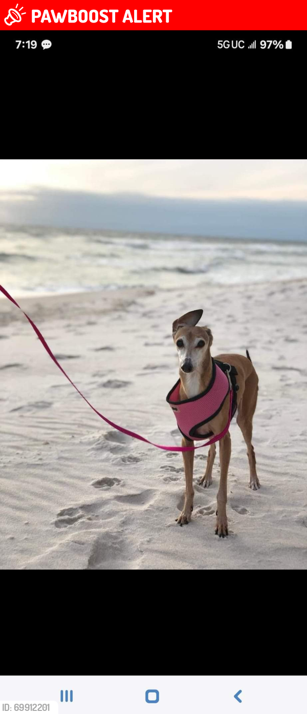 Lost Female Dog last seen Breakfast Point East , Panama City Beach, FL 32407