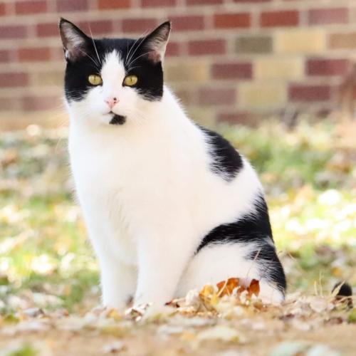 Lost Male Cat last seen Beaver Ave NE, New Philadelphia, New Philadelphia, OH 44663