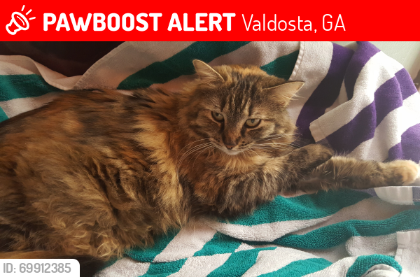Lost Female Cat last seen Northwood Circle (Near Oakdale Dr.) in New Wood Valley , Valdosta, GA 31602