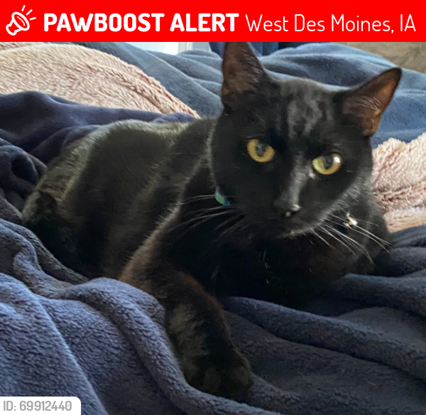 Lost Male Cat last seen 19th Street and Locust Street, West Des Moines, IA 50265