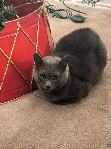 Lost Female Cat last seen East Libra Dr and Hercules Ave, in Trimmier ests, Killeen, TX 76542