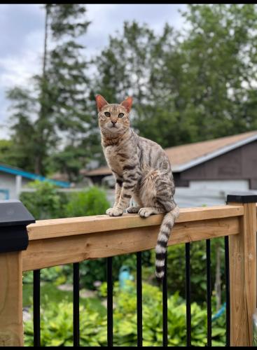 Lost Male Cat last seen Bayview Ave and Cartier Cres , Richmond Hill, ON L4S