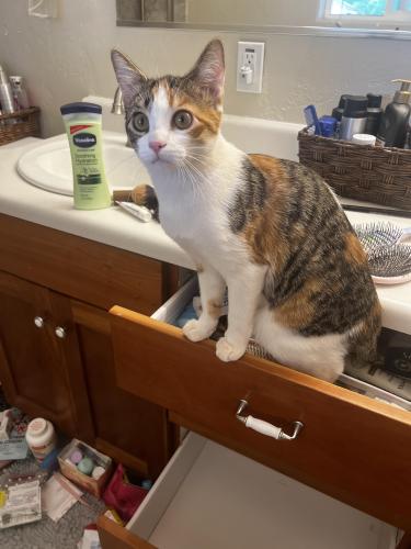 Lost Female Cat last seen Friendly Acres Rd/Shaw Highway, Aumsville, OR 97325