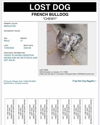 Lost Male Dog last seen Near Dormstom Ln, Houston, TX 77088