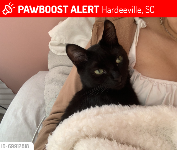 Lost Male Cat last seen Super 8 hotel, Hardeeville, SC 29927