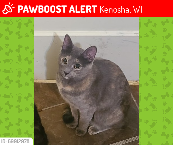 Lost Female Cat last seen Near 56th ave, Kenosha, WI 53144