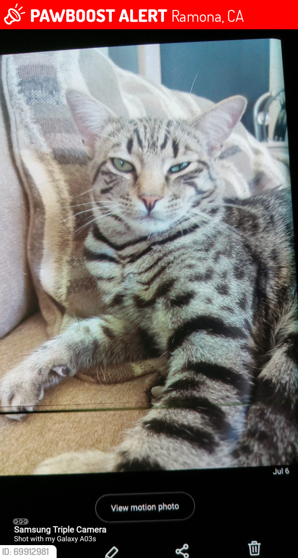 Lost Male Cat last seen Hey 67, Adobe Animal Clinic, Ramona, CA 92065