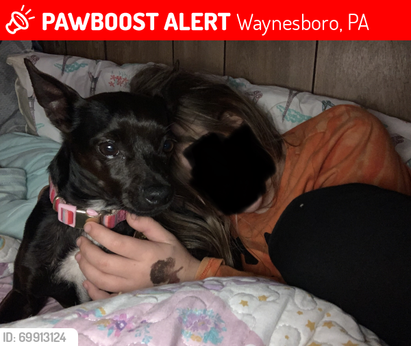 Lost Female Dog last seen Fairview Avenue , Waynesboro, PA 17268