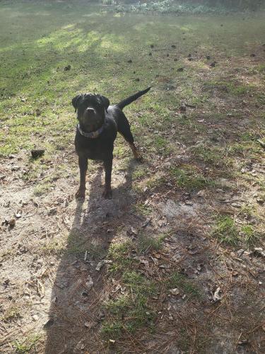 Lost Female Dog last seen Lebanon church road , Garysburg, NC 27831