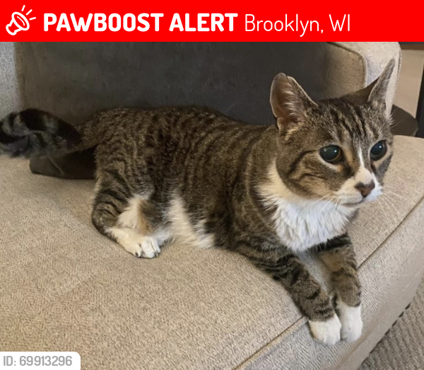 Lost Female Cat last seen Tuscumboa Meadows /Cnty Rd. A, Brooklyn, WI 54941