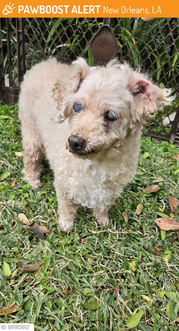 New Orleans, LA Stray Female Dog Found Near General Meyer and Hyman Pl