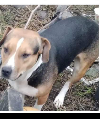 Lost Female Dog last seen Citizens park in reedley California  ( last seen ) , Reedley, CA 93654